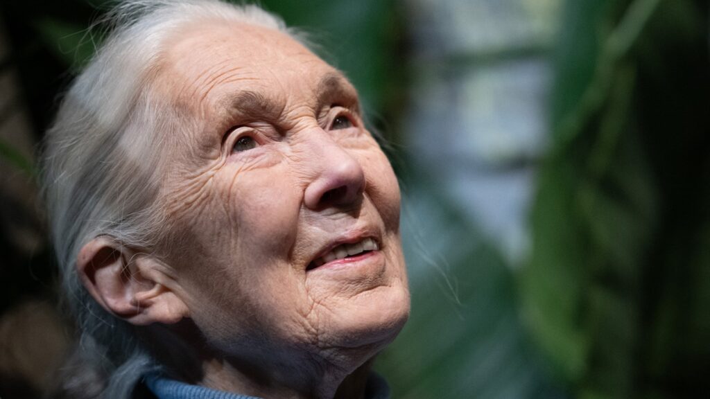 Jane Goodall Shares Poignant Message For Her 90th Birthday: 'what