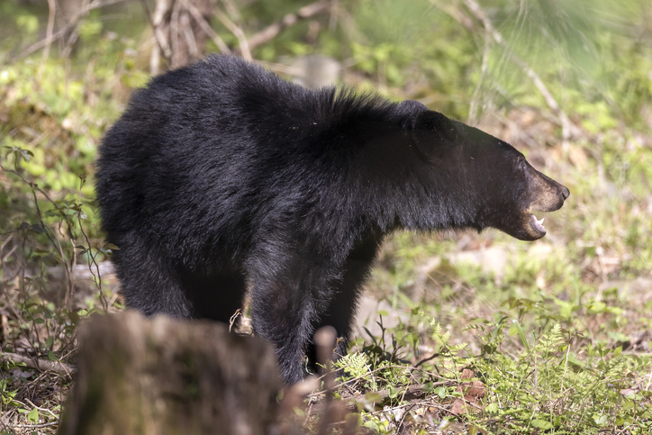 Bear Expert Confirms That Men Are The Biggest Threat To