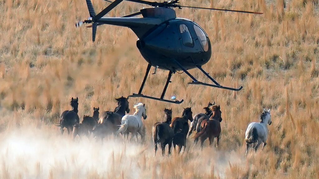 The Government Is Exterminating America's Wild Horses