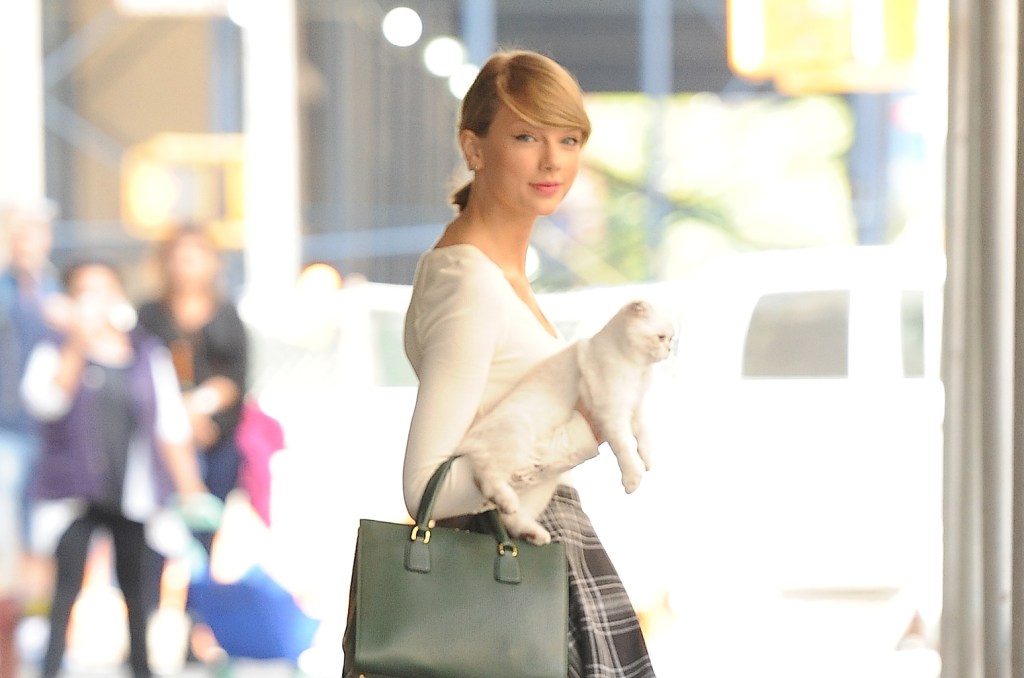 Musicians Who Are Cat Lovers: Taylor Swift, Ed Sheeran And